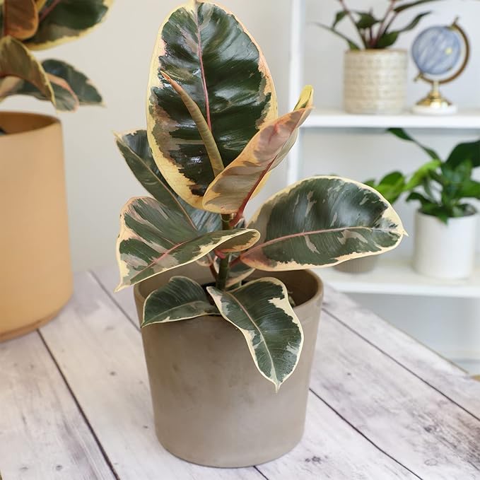 6" Ficus Tineke, Variegated Rubber Plant, Real Ficus Tree, Indoor Garden Greenhouse Plant Room Decor Office Plants Live Real Plants Indoor Live Plants Indoor Plants Live Houseplants by Plants for Pets