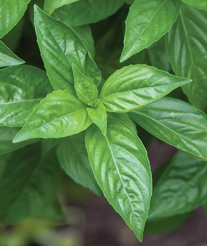 Burpee Sweet 500 Non-GMO Seeds for Planting | Grow Fresh Herb in Home Garden | Classic Basil Variety for Italian Cooking