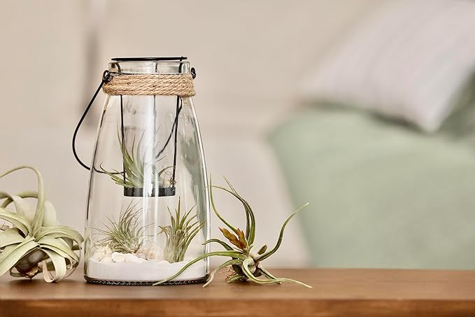 Ionantha Tillandsia Air Plants Live Indoor Plants (10PK), Air Plant Terrarium Plants Live Houseplants, Live Plants Indoor Plant Kit, Easy Care Plants for Air Plant Holder or Garden by Plants for Pets