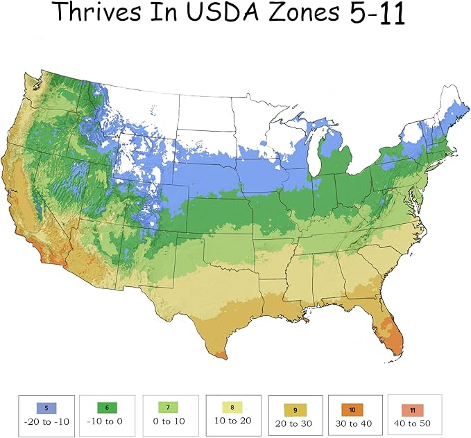 Rose Knock Out Coral, 2 Gallon