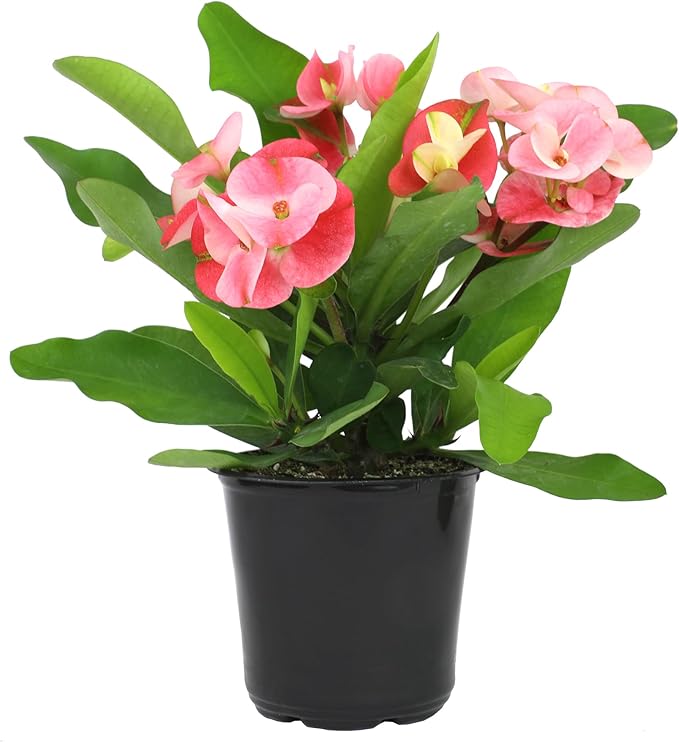 Altman Plants Crown of Thorns Plant (Euphorbia milii) in 4.25" Pot, Easy Plant Care, House Plant & Live Succulent, Year Round Indoor Flowering Plants with Indoor Plant & Live Cactus Soil Potting Mix