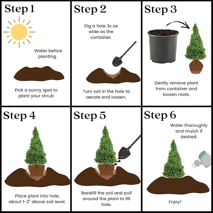 3 Gallon Spruce Dwarf Alberta Shrub