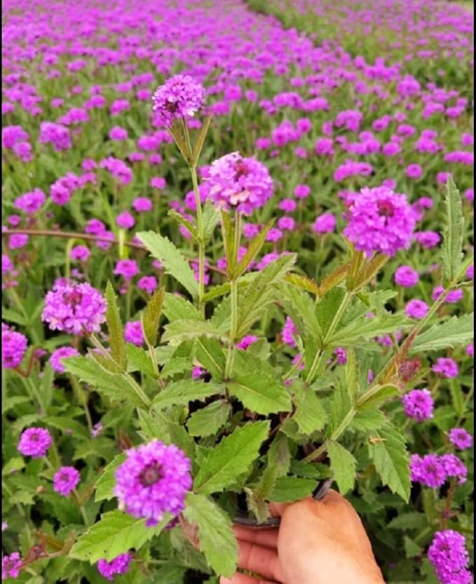 12000 Blue Vervain Flower Seeds Verbena Purpletop Vervain Verbena Officinalis
