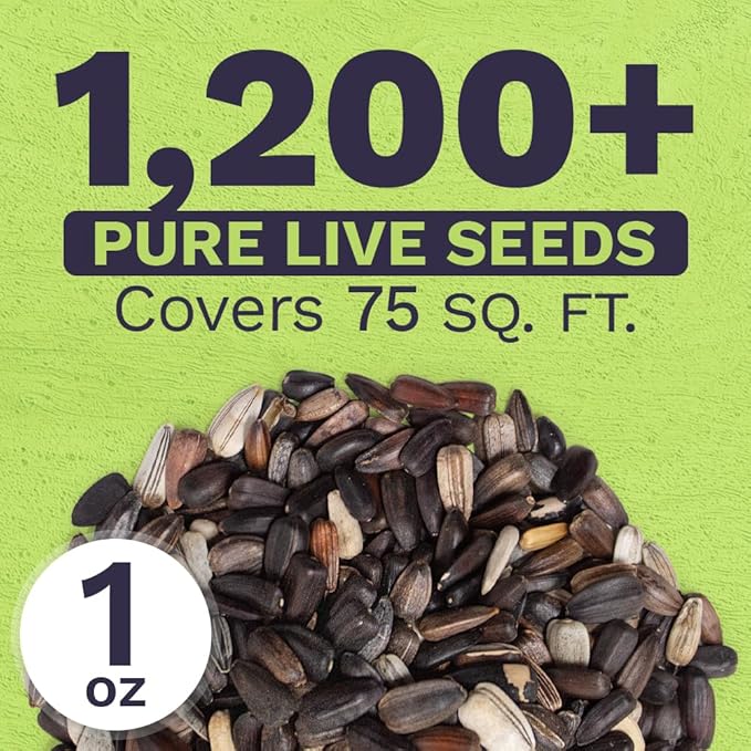 Evening Sun Sunflower Seeds - Extra Large 1 Ounce Packet - Over 1,200 Fresh Open Pollinated Non-GMO Flower Seeds - Helianthus annus - Large Glowing Blooms