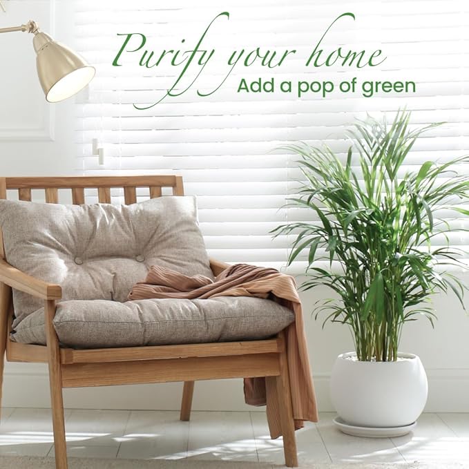 American Plant Exchange Areca Palm Tree Live Plant, 10-Inch Pot, Air Purifying Indoor Houseplant