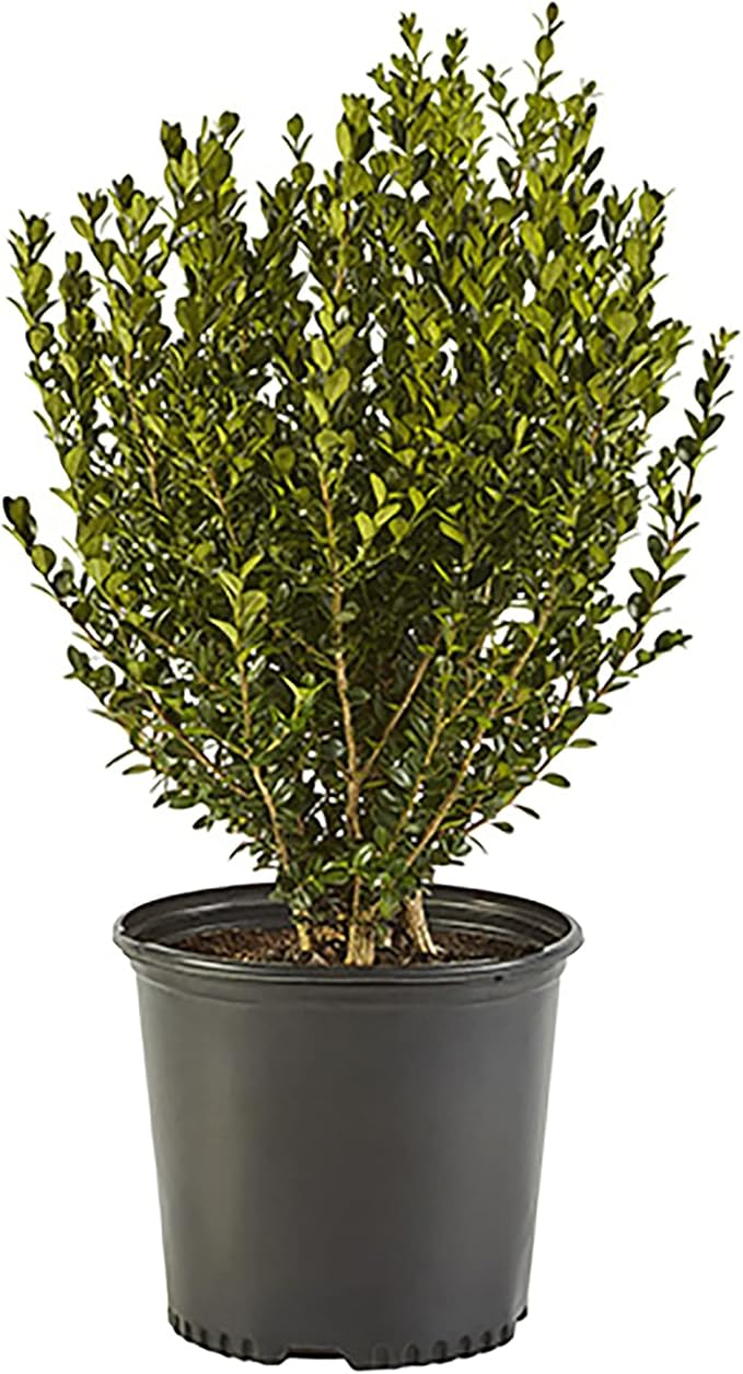 Shrub Wintergreen Boxwood, 7 Gallon, Rich Green