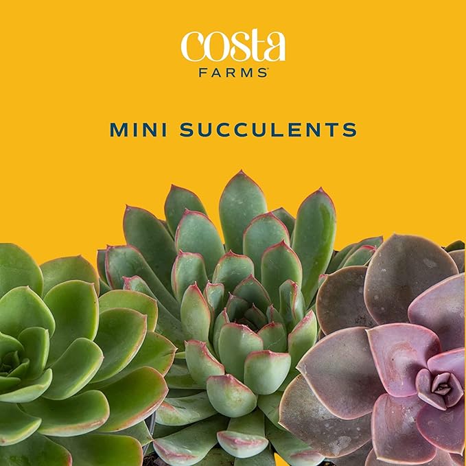 Costa Farms Mini Succulents (3-Pack), Assorted Live Indoor Succulent Plants in Cute Decor Planters, Grower's Choice Easy Care Houseplants, Tabletop, Office, Desk, or Room Decor, 2-Inches Tall, ceramic