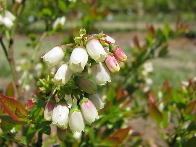 Bushel and Berry™ - Vaccinium cor. Blueberry Glaze (Blueberry) Edible-Shrub, , #2 - Size Container