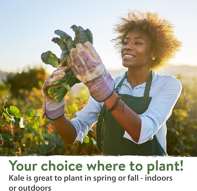 HOME GROWN 700+ Kale Seeds for Planting Outdoors or Hydroponics - Heirloom Leafy Greens Seeds 4 Variety Pack: Non-GMO Lacinato (Tuscan/Dino Kale), Blue Scotch, Dwarf Siberian, Red Russian Kale