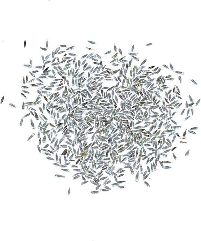 Seed Needs, White Yarrow Seeds - 500 Heirloom Seeds for Planting Achillea millefolium - Perennial Host Plant to Attract Monarch Butterflies & Other Pollinators (1 Pack)