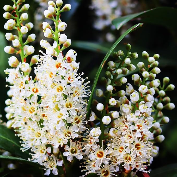 Mediterranean Bay Leaf, Bay Laurel Live Plant. Standard Variety - Laurus Nobilis. Live Plant. Fragrant, Fresh, Edible. Best for Ground Planting Outdoor. (4 Bay Laurel Plants in Sac)