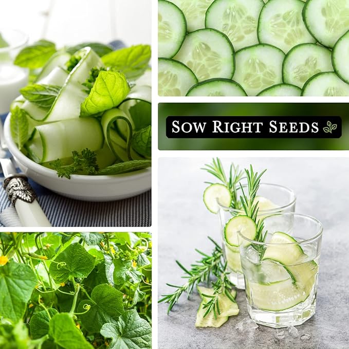 Sow Right Seeds - Beit Alpha Cucumber Seeds for Planting - Non-GMO Heirloom Packet with Instructions to Plant and Grow a Home Vegetable Garden - Start Indoors, Plant Outdoors with Trellis (1)