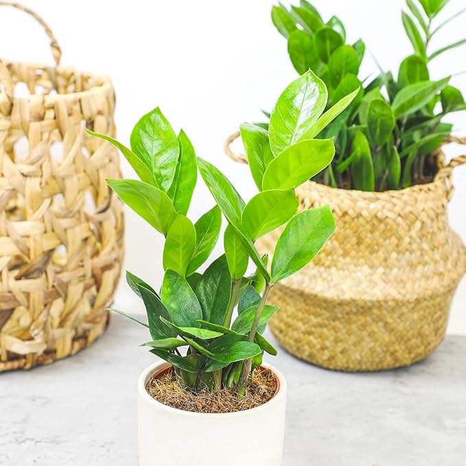 3.5" ZZ Plant Zamioculcas Zamiifolia, ZZ Plants Live House Plants Indoors Live House Plants Indoors, Indoor Plants Live, Real Live Plants Indoor Plants Live Houseplants Live Indoor by Plants for Pets