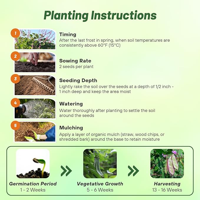 Outsidepride 100 Seeds Perennial Green Dolichos Lablab Hyacinth Bean Vine & Flower Seed for Planting