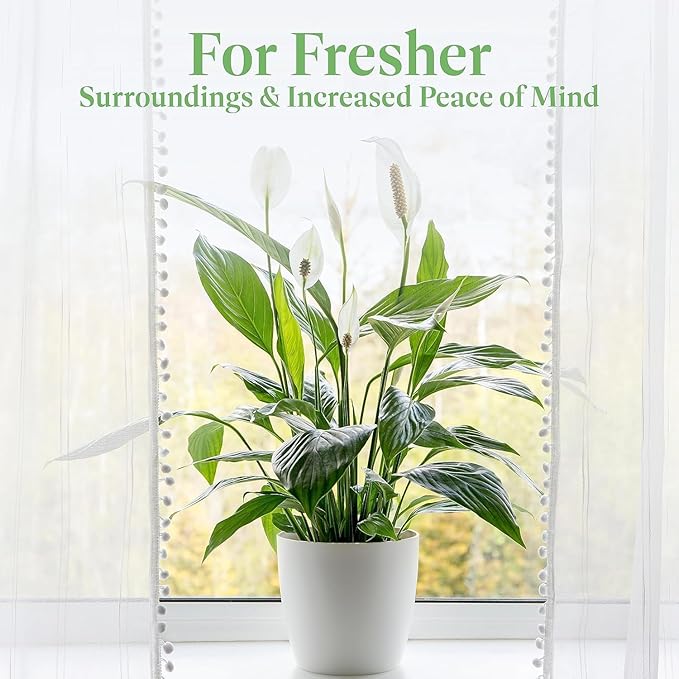 American Plant Exchange Peace Lily, Live Indoor Flowering Houseplant, Easy Care, Low Light, 6-Inch Pot W/Deco Cover, 15-24 Inches Tall, Home, Office & Patio Décor, Housewarming or Sympathy Gift
