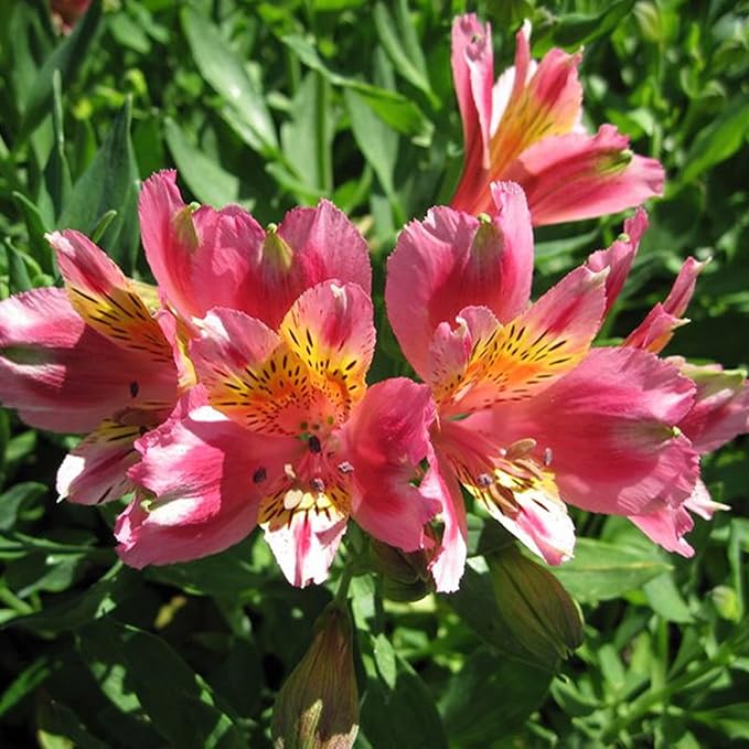 CHUXAY GARDEN Mix Peruvian Llily Seed 20 Seeds Alstroemeria Flower Ornamental Flowering Plant Showy Display Adding a Decorative Appeal