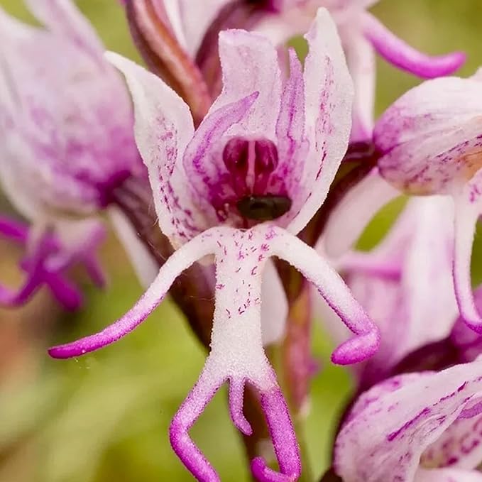 CHUXAY GARDEN Naked Man Orchid Seed 50 Seeds Exotic Charm Perennial Flowering Plant Attract Butterflies and Bees Easy Cultivating
