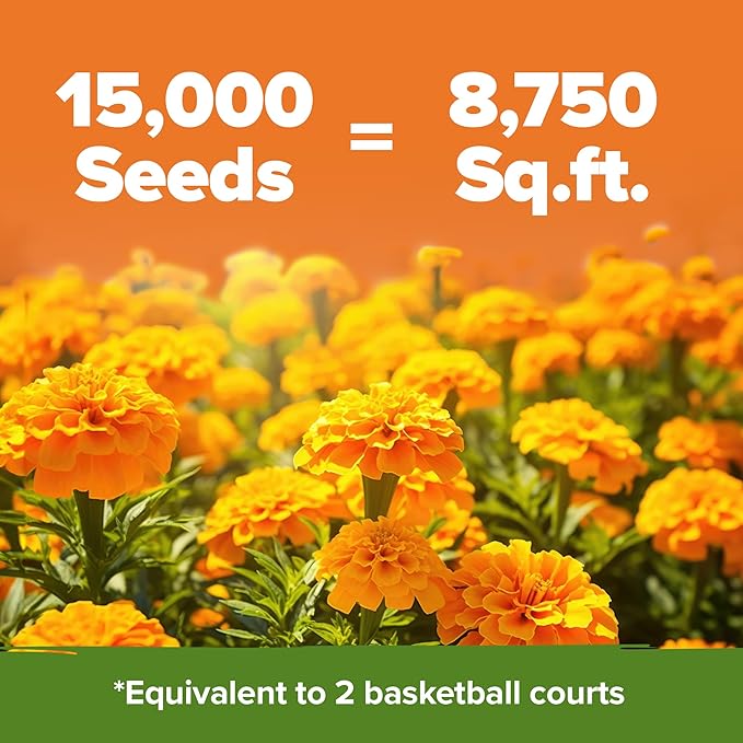 HOME GROWN Crackerjack Marigold Seeds (2.05oz) 15,000 Flower Seeds Planting Outdoor, Easy to Grow, USA Sourced Wildflowers, Great for Companion Planting