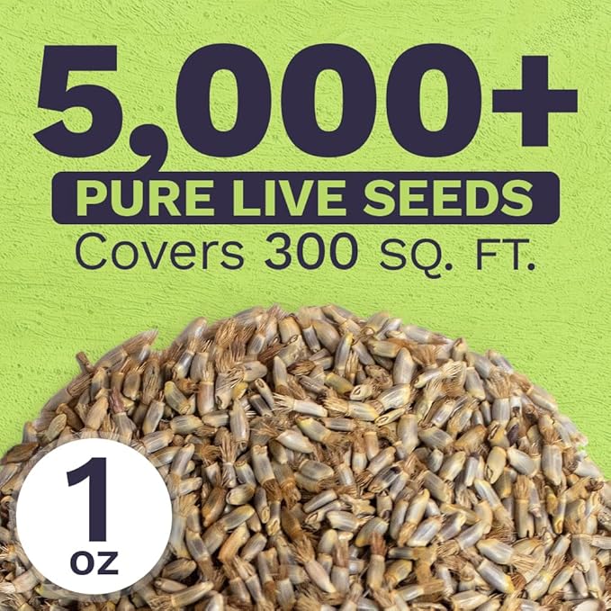 Blue Cornflower Seeds – Bachelor Buttons – Extra Large Packet – Over 5,000 Open Pollinated Non-GMO Wildflower Seeds – Centaurea cyanus