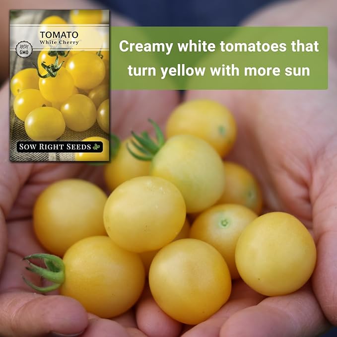 Sow Right Seeds - White Cherry Tomato Seed for Planting - Non-GMO Heirloom Packet with Instructions to Plant a Home Vegetable Garden - Pale Yellow Snacking Variety - Indeterminate Variety