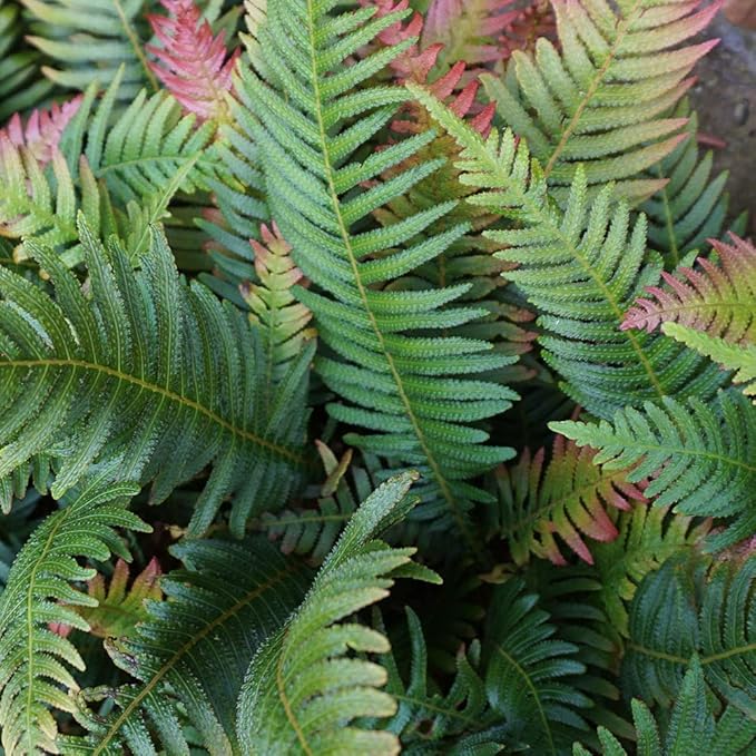 Autumn Fern Plants Live Outdoor Plants, Fern Plant Live Plants Outdoor Live Fern Potting Soil, Landscape Edging Perennial Plants for Shade, Outdoor Plants Live Ferns for Outdoors by Plants for Pets