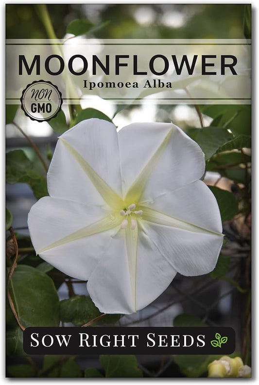 Sow Right Seeds - Moonflower (Ipomoea alba) Flower Seeds for Planting - Beautiful Flowers to Plant in Your Home Garden - Non-GMO Heirloom Seeds - Tall Annual Great for Cut Flowers - Wonderful Gift (1)
