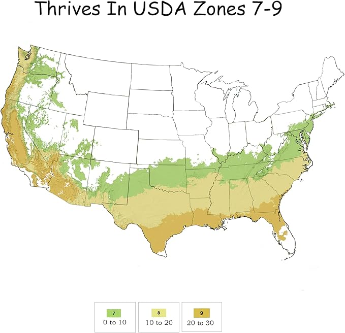 3 Gallon Gardenia Frostproof Shrub