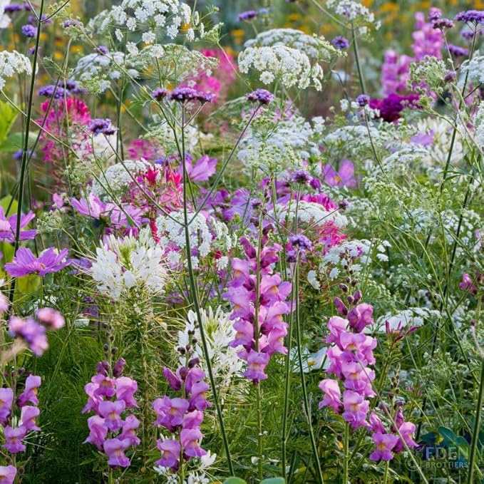 Eden Brothers Vintage Lace Flower Mixed Seeds for Planting, 1 oz, 30,000+ Seeds with Cosmos Gloria, Bishop's Flower, Snapdragon, Attracts Pollinators, Plant in Spring, Zones 3, 4, 5, 6, 7, 8, 9, 10