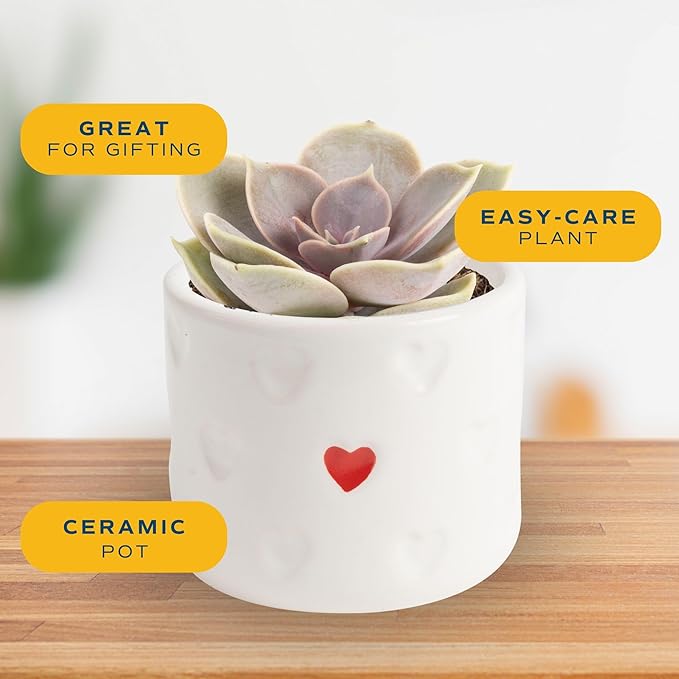 Costa Farms Succulent Plant, Live Indoor Plant Mini Succulent in Cute Decor Plant Pot, Potting Soil Mix, Grower's Choice, Valentine's Day Gift, Valentine Decor, Room Decor, 2-Inches Tall