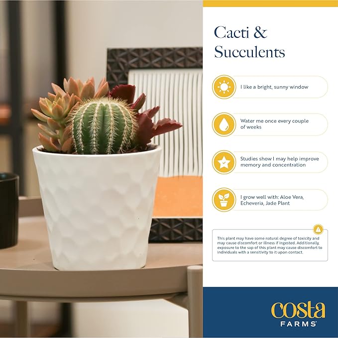 Costa Farms Live Succulent Plants (12-Pack), Mini Succulent Assortment Potted in Nursery Plant Pots, Grower's Choice Indoor Houseplants, Bulk Gift for Baby Shower, Wedding, Party, 2-Inches Tall