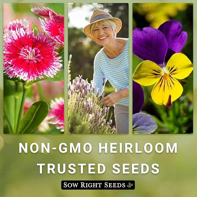 Sow Right Seeds - Blanket Flower Seeds for Planting - Non-GMO Heirloom Seeds Packet with Instructions to Plant Your Garden - Perennial Indian Gaillardia - Grow Native Gardens, Add a Color Bonanza (1)