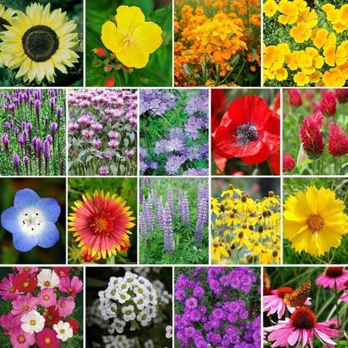 32,500 Seeds Honey Bee Wildflower Pollinator Mix - Perennial & Annual Wild Flowers for Spring & Fall - Planting Outdoors to Save The Bees - California Poppy, Primrose, Bergamot - 1 oz