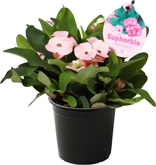 Live Crown of Thorns (Euphorbia Milii) - Light Pink Blooms - Long Lasting Flowers - Beautiful Spring Décor - 8" Tall by 5" Wide