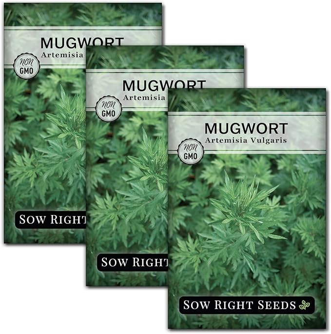 Sow Right Seeds - Mugwort Seeds for Planting - Non-GMO Heirloom Packet with Instructions to Plant an Outdoor or Indoor Herb Garden - Rare Perennial, Wild Wormwood - Medicinal & Culinary Cronewort (3)