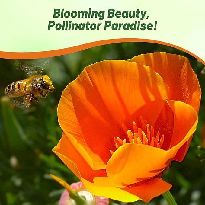 Outsidepride Eschscholzia Orange California Poppy Seeds - 5 lbs. Annual, Native, Drought Tolerant Wildflower Seeds w/Vibrant Blooms for Full Sun & Drought-Tolerant Pollinator-Friendly Gardens