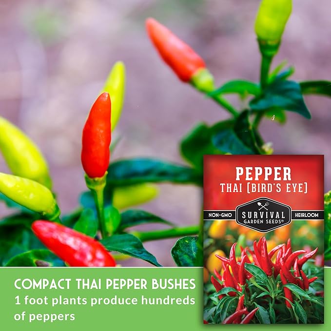 Survival Garden Seeds - Thai Pepper Seed for Planting - 2 Packets with Instructions to Plant & Grow Spicy Hot Bird's Eye Chili Peppers in Your Home Vegetable Garden - Non-GMO Heirloom Variety