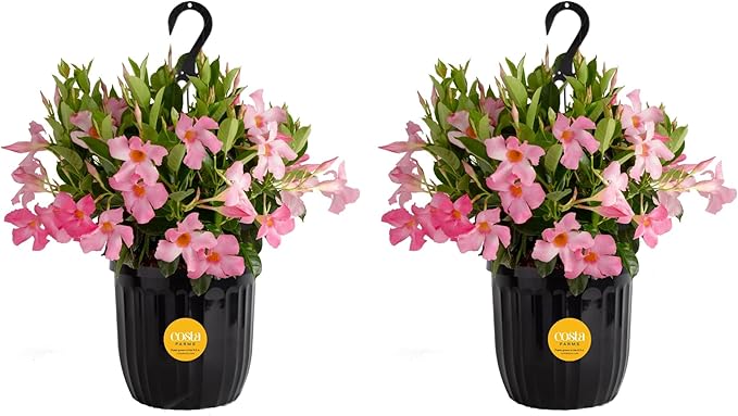 Costa Farms Premium Flowering Mandevilla Hanging Basket Live Outdoor Plant, 20-Inches Tall, Grower Choice Flowers, 1.5-GAL, 2-Pack