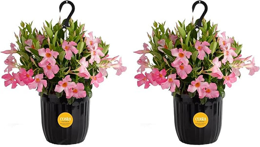 Costa Farms Premium Flowering Mandevilla Hanging Basket Live Outdoor Plant, 20-Inches Tall, Grower Choice Flowers, 1.5-GAL, 2-Pack