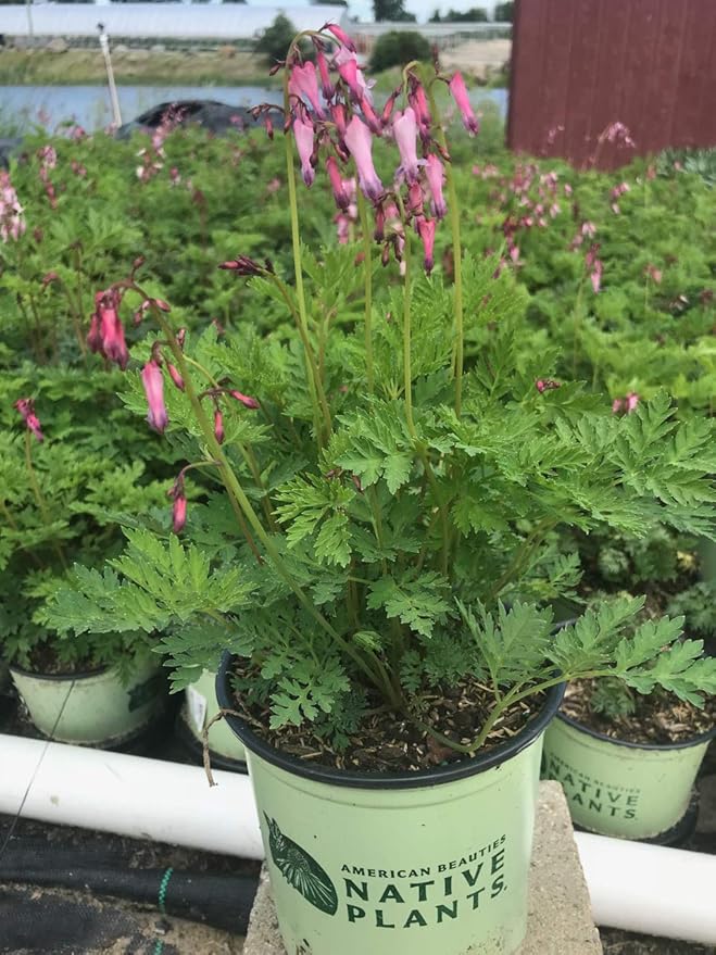 Green Promise Farms Dicentra eximia (Wild Bleeding Heart) Perennial, 1 Size Container, Pink Flowers