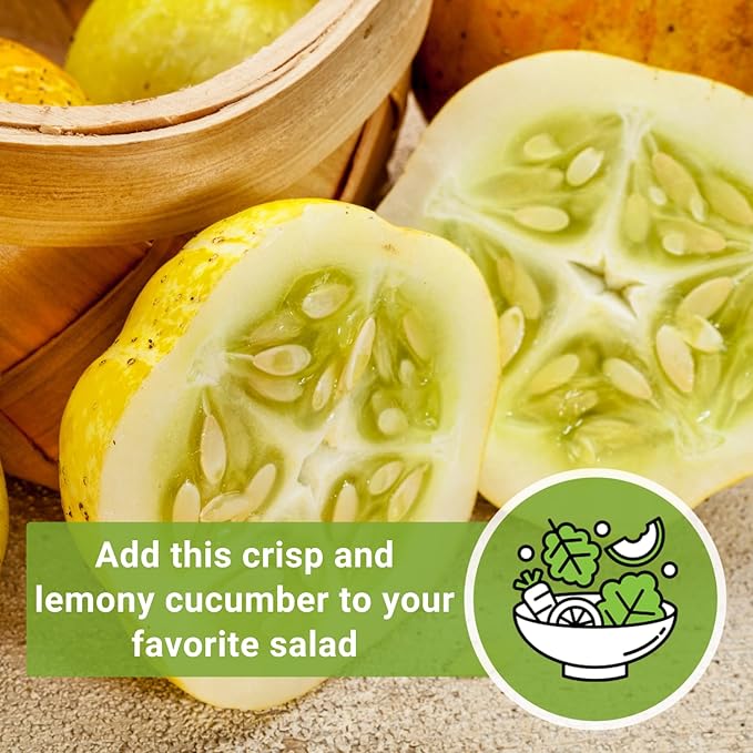 Sow Right Seeds - Lemon Cucumber Seeds for Planting - Non-GMO Heirloom Seeds with Instructions to Plant and Grow a Home Vegetable Garden - Unique Round Variety with Melon Flavor for Outdoors (2)