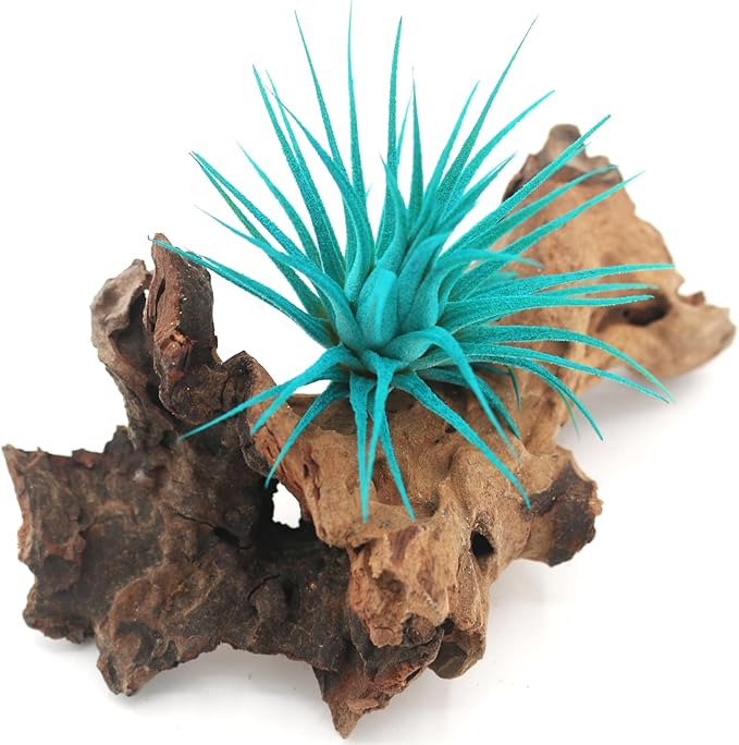 Live Extra Large Tillandsia Ionantha Guatemala Enhanced Colored Colorful Air Plant 3+ inch Easy Care Indoor Outdoor Home Decor Gift Airplant Awesome Industries Live Arrival Guaranteed (Teal XL)