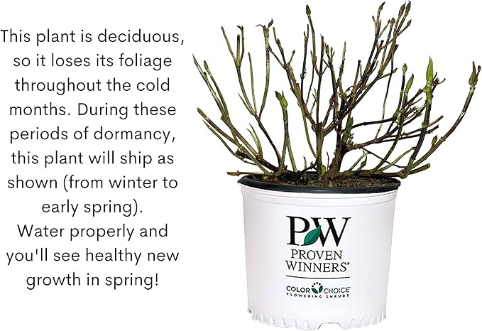 Little Lime Hydrangea 2 Gal, Green to Pink Blooms