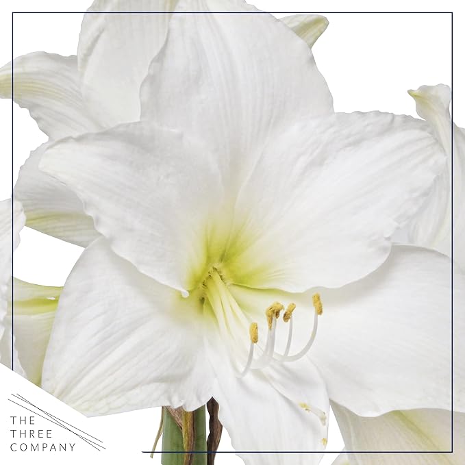 Waxed Amaryllis Bulb - Purple Wax, White Blooms - Easy Care - No Watering Needed! Beautiful Spring Décor