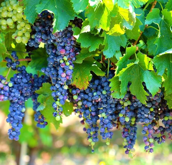 40+ Grape Seeds Vine Fruit Seeds Mix Plant Home Garden Non-GMO Heirloom Seeds