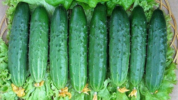 Seeds Vegetable Cucumber April F1 Self-Pollinated 45 Days Heirloom for Pickling - 10 Seeds