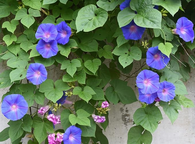 Morning Glory Seed Mix of Blue, Purple, White, Rose Vine Seeds
