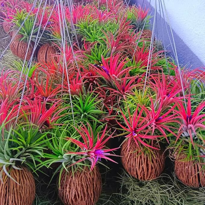 Red Tillandsia Air Plants Live, Set 20 Live Plant, Tillandsia Plants, Succulents Plant Live, Indoor and Outdoor House Plant