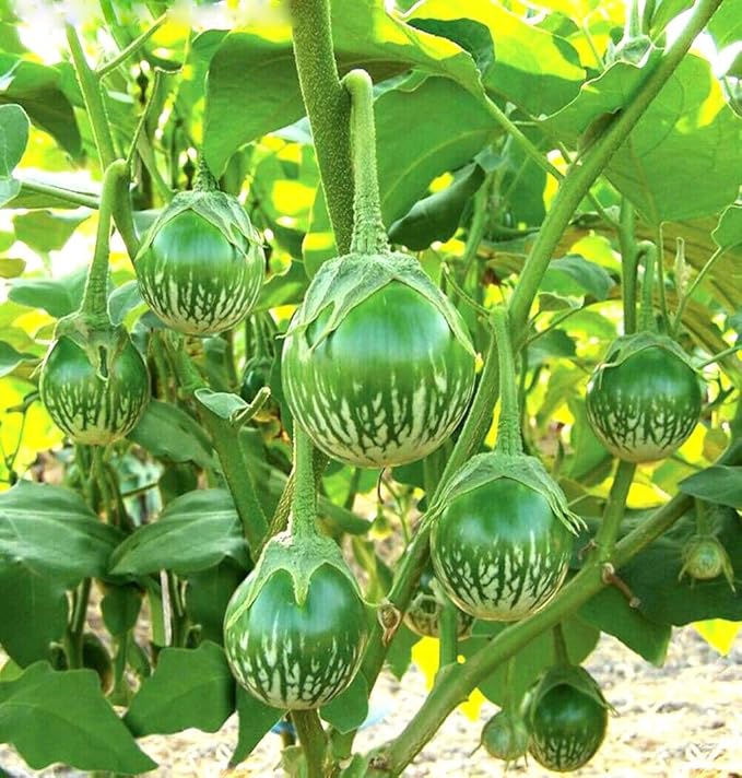 Thai Green Round Eggplant Seeds Vegetable Plant 30 Seeds