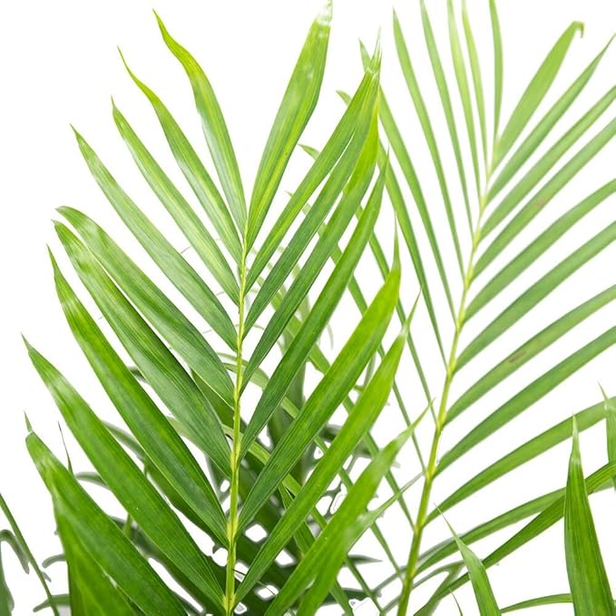 American Plant Exchange Cat Palm Live Indoor or Outdoor Plant, 6" Pot, Top Air Purifier