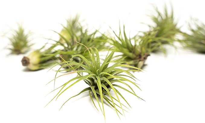 Altman Plants, 10 Ionantha Tillandsia Air Plant Pack, Each 2 to 3.5 Inches Long, Live Tropical House Plants for Home Decor, Indoor Terrarium Air Plants